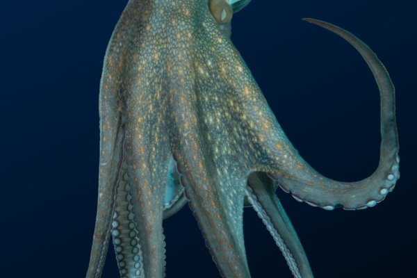 Как зайти на kraken маркетплейс